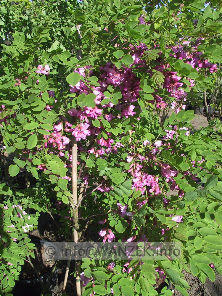 Robinia hispida Macrophylla 02.jpg